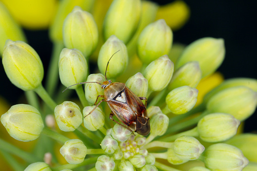 Lygus Bug form the family Miridae on oilseed rape (canola) plants.