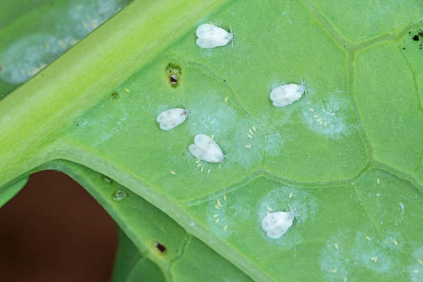 istock Rapeseed plants with pest Cabbage Whitefly (Aleyrodes proletella) adults and larvae, nymphs on the underside of the leaf. 1316820607