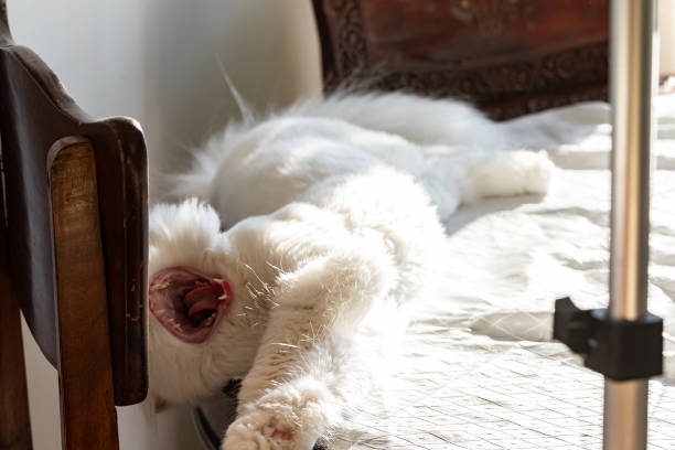 Cute little kitten lying on soft bed and cleaning. Adorable grey and white kitty licking paw, relaxing on blanket in bedroom. Grooming