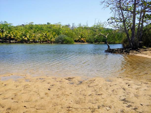 istock River in Puerto Rico 1316823077