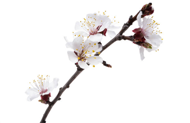 istock apricot flowers isolated 1316823920