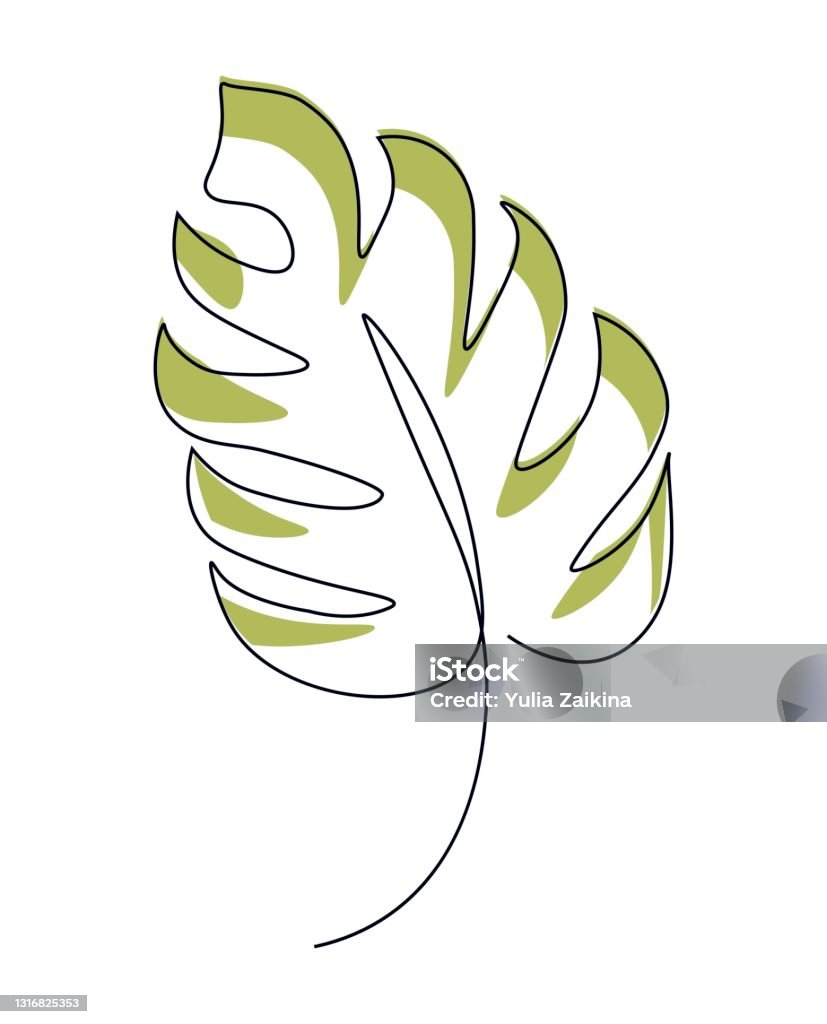 Vẽ Đường Viền Đơn Của Một Chiếc Lá Nhiệt Đới Lá Monstera Được Vẽ ...