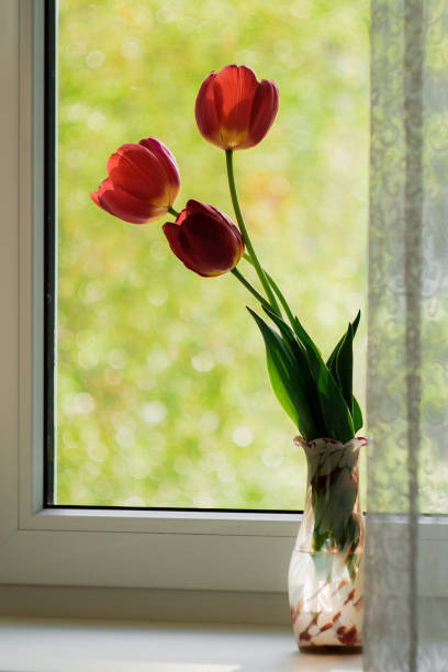 istock Red tulips in a vase stand on a windowsill. 1316825564
