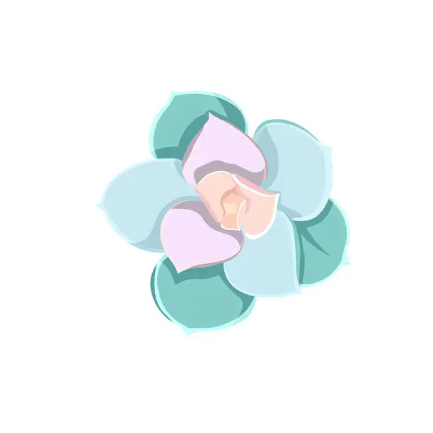 Vector illustration of Blue and pink leaved Echeveria Pearl von Nurnberg on white isolated background, vector Stone Rose Echeveria in Flat design style, concept of Botany and Succulents, House Plants and Window Gardening.