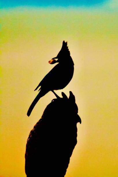 Blue Jay on top of Owl