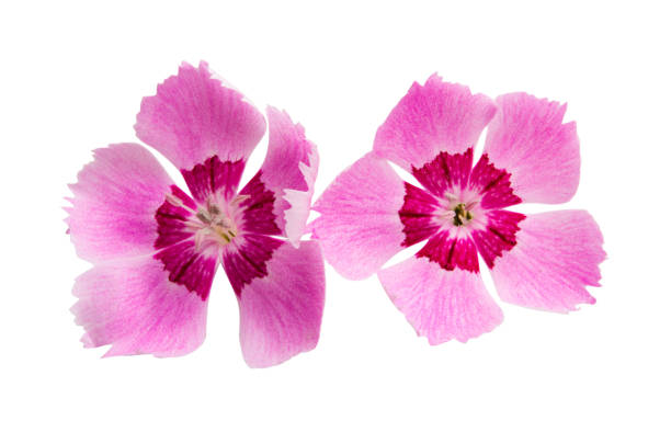 istock perennial carnation flower isolated 1316828769