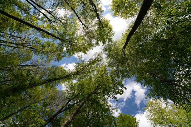 istock The warm spring sun shining through the canopy of tall beech trees 1316829821
