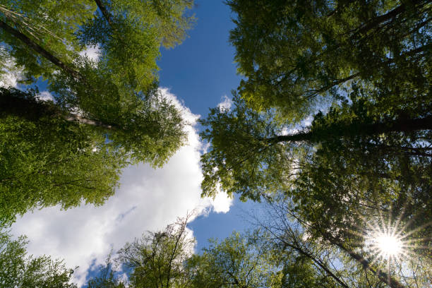 istock The warm spring sun shining through the canopy of tall beech trees 1316829834