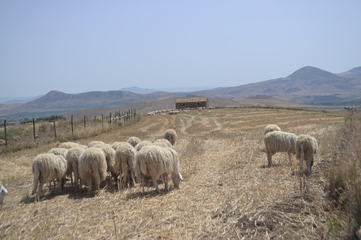A flock of sheep in the Sicilian countryside