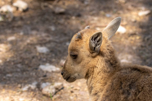 istock Young  Barbary sheep ( Ammotragus lervia ), also known as aoudad i 1316830120