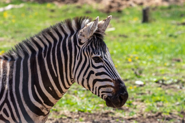 istock The Zebra (Equus quagga) on the ZOO 1316830160