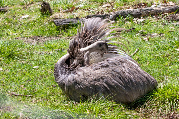 istock The greater or American rhea (Rhea americana), 1316830269