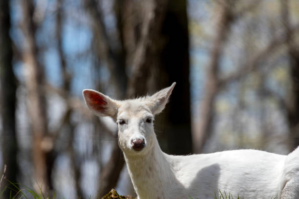 istock Rare white color, white - tailed deer, (Odocoileus virginianus) 1316830284
