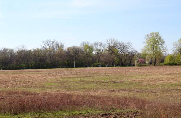 istock Grass Field in the Countryside 1316830515