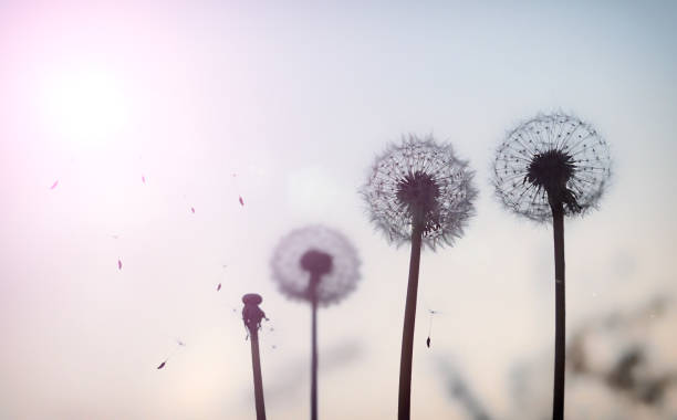istock dandelion parachutes fly into the sky 1316830606