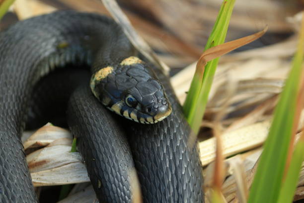istock Natrix natrix or grass snake. Snake in dry grass close-up. 1316831190