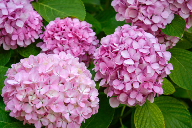 blossoming hydrangea or hortensia flowers with gentle franrance and fragile fresh pink and violet petals - hydrangea imagens e fotografias de stock