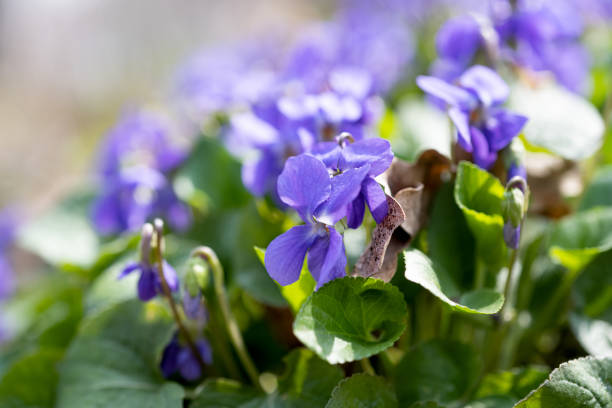 istock blooming violets growing in the meadow in spring 1316832937