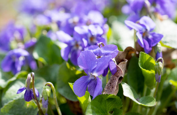 istock blooming violets growing in the meadow in spring 1316832943