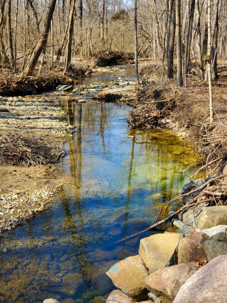 istock Still Creek in the Woods 1316833931