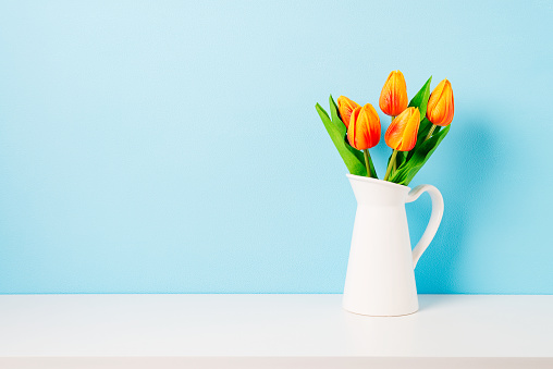 Orange tulips in jug on the white shelf. Blue background. Easter and spring greeting card.