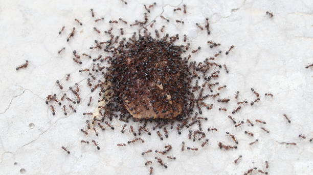 The ants The ants attacked the sweet thing together. edible ants stock pictures, royalty-free photos & images