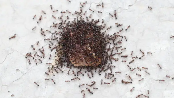 Photo of The ants