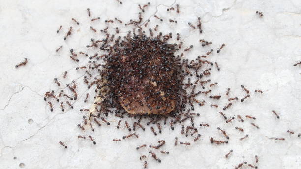 the ants - colony swarm of insects pest animal imagens e fotografias de stock