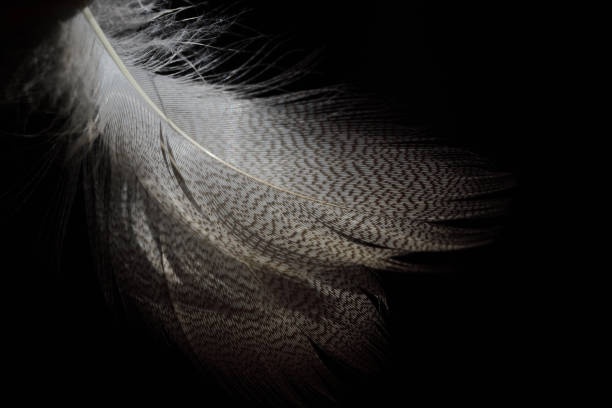 istock Delicate feathers of a water bird against a dark background 1316834887