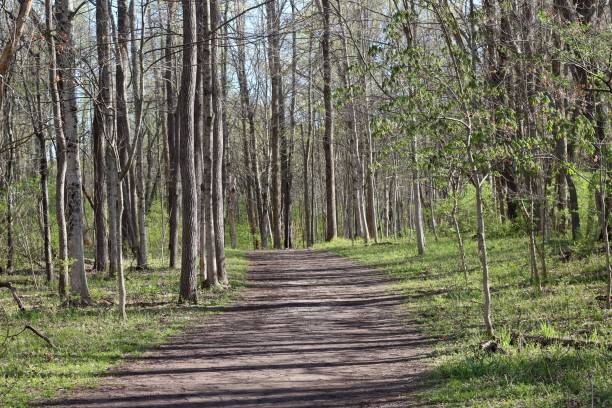 istock Empty Hiking Trail in the Woods 1316836473