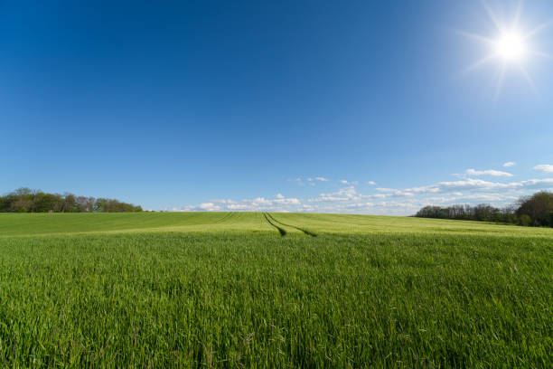 Beautiful sunset on wheat field and blue sky