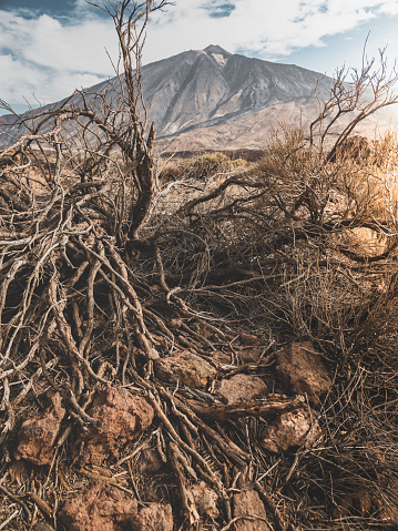 Toned closeup photo of dry dead tree and rocks in arid desert