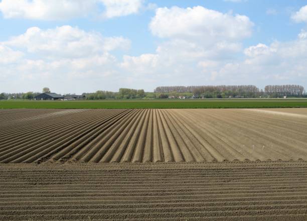 istock a big potato field in holland in springtime 1316838352