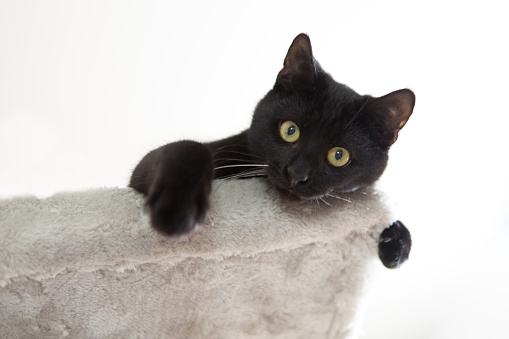young black cat relaxing on scratching post, looking down at camera, paws hang down, low angle view
