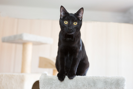 black cute young cat sitting on cat tower, looking into camera