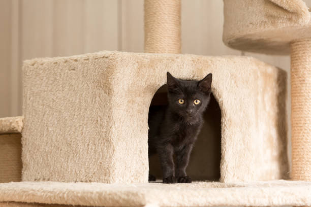 istock black kitten looking out of cat cave 1316839150