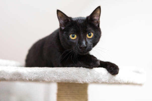 istock black cute kitten sitting on cat tower, white background 1316839156