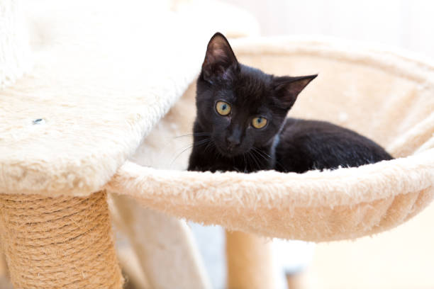 black cat relaxing inside pet bed