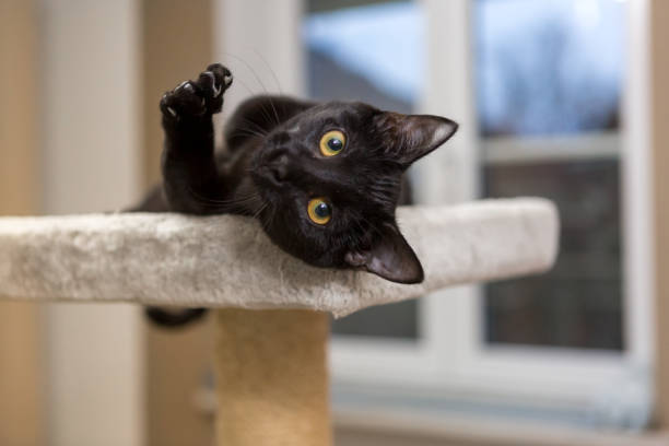 istock black kitten lying on side, kicking paw and claws 1316839243