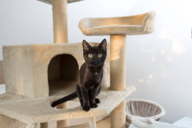 istock black young kitten sitting on cat tower, looks friendly into camera 1316839260