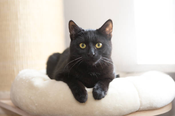 6 month old black cat sitting in cat bed, looks into camera, sisal tower in background