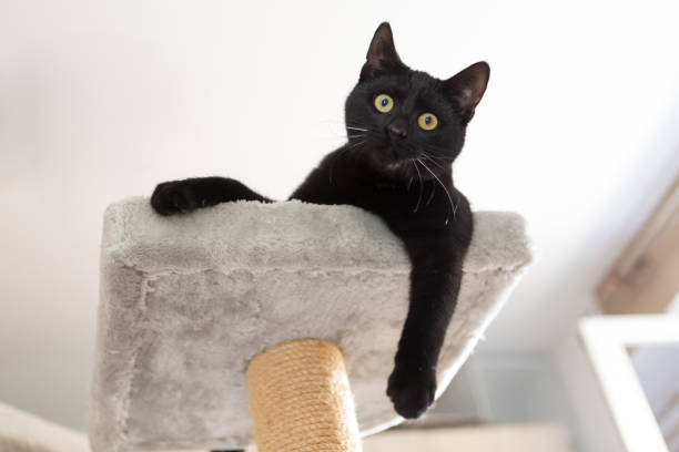 istock black kitten lying relaxed on cat tower looking down 1316839334