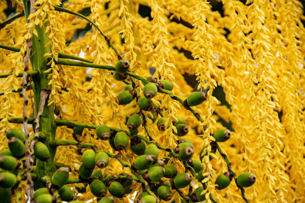 Goiania, Goias, Brazil – May 01, 2021: The texture of a portion of yellow flowers and small coconuts on a coconut tree.