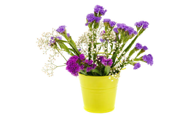 istock Fresh blue flowers isolated on a white background 1316840439