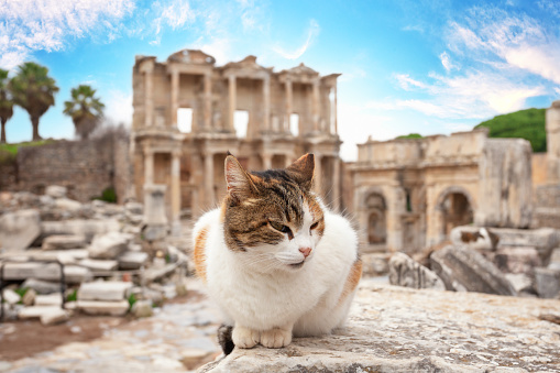 The cat in front of the library of Celsus in Ephesus in the afternoon. Selective focus. Turkey