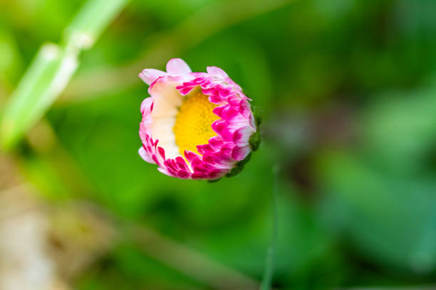 Beautiful pink flower (Bellis perennis) at summer