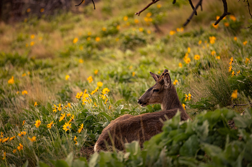 Mule deer buck grazing in yellow balsamroot flowers.