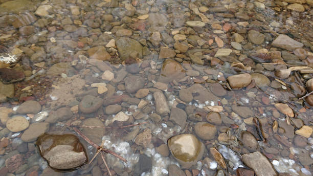 istock brown small stones and silver fish scales in clear water 1316842885