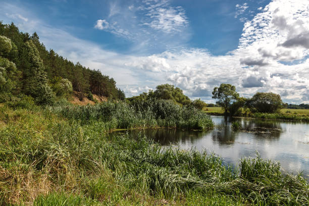 istock Green meadow by the river near the forest 1316843042