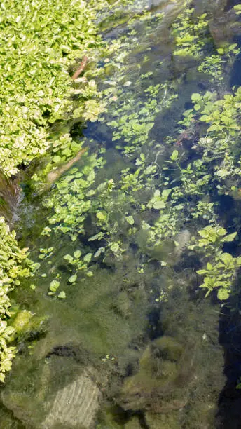 young greenery floats in the channel, green algae on the bottom of the channel